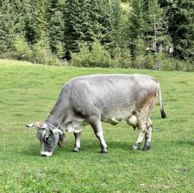 cow